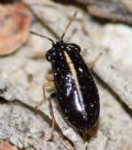 Geocoris ater